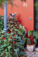 Kohleria hirsuta - Wooly Kohleria - and potted foliage plants by front door