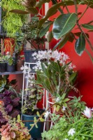 Colourful collection of potted plants displayed vertically against a wal