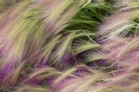 Hordeum jubatum - Foxtail Barley 