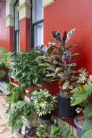 Collection of frost tender pots plants against a sheltered house wall 