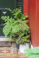 Potted foliage plants next to front door