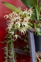 Thelychiton speciosus Sydney Rock Orchid
