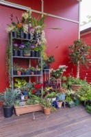 Collection of plants on a pot display stand and on decking, in front of wall