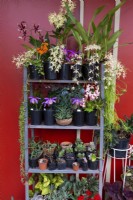 Collection of flowering potted orchids and succulents on a metal pot stand