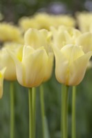 Tulipa 'World Friendship' - April