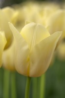 Tulipa 'World Friendship' - April