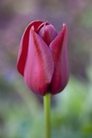 Tulipa 'National Velvet' - April