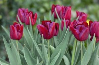 Tulipa 'Mascara' - April