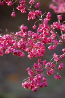 Euonymus hamiltonianus 'Pink Delight', Shrub, November.