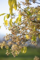 Euonymus hamiltonianus 'Popcorn', Spindle. shrub, November.