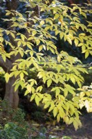 Acer triflorum, three-flowered maple. Tree, November.