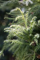 Cryptomeria japonica 'Sekkan-sugi', Conifer, May.
