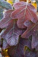 Hydrangea quercifolia 'Alice', Oak leafed hydrangea. Shrub, December.