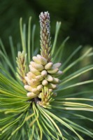 Male flowers forming on Pinus contorta Frisian Gold, Lodgepole Pine. Conifer, May.