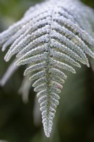 Dryopteris wallichiana, alpine wood fern. December.
