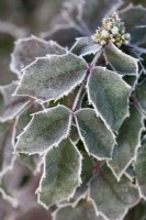 Mahonia aquifolium, Oregon grape, evergreen shrub, December.