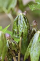 Emerging leaves of Podophyllum hexandrum - Himalayan Mayapple, Indian Mayapple - May