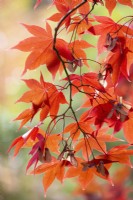 Acer palmatum 'Bloodgood', Japanese Maple in November.