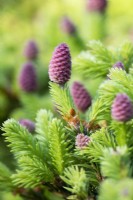 Young cones on Picea abies Pusch in May.