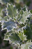 Ilex aquifolium, Holly. December.