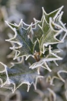Ilex aquifolium, Holly. December.