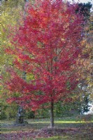 Acer rubrum 'October Glory', Red maple. November.