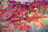 Acer rubrum 'October Glory', Red maple. November.