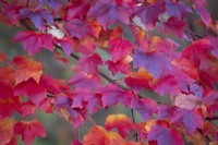 Acer rubrum 'October Glory', Red maple in November.