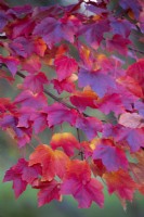 Acer rubrum 'October Glory', Red maple in November.