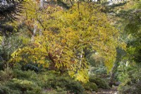 Acer triflorum - Three-Flowered Maple in November