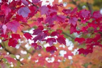 Acer rubrum 'October Glory', Red Maple in November.