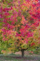 Acer rubrum 'October Glory', red maple in November.