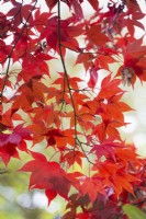 Acer palmatum 'Bloodgood', Japanese Maple. November.