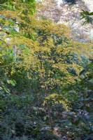 Stewartia monadelpha, Tall stewartia. November.