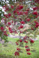 Sorbus 'Rose Queen', Rowan. November.