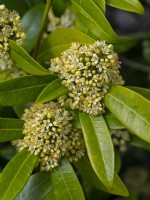  Skimmia japonica 'Kew Green' April Norfolk