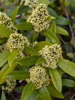  Skimmia japonica 'Kew Green' April Norfolk