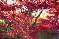 Acer palmatum 'Fireglow', Japanese Maple. November.