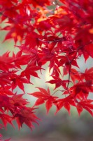 Acer palmatum 'Fireglow', Japanese Maple. November.