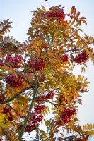 Sorbus aucuparia subsp. maderensis, Madeira rowan in November.