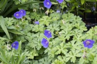 Geranium 'Johnson's Blue' - Cranesbill - May