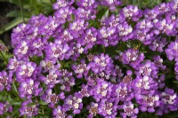 Iberis 'Absolutely Amethyst' - Candytuft - May