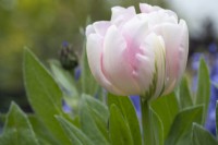 Tulipa 'Finola' - tulip - May