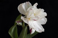 Tulipa 'Danceline' - tulip - May