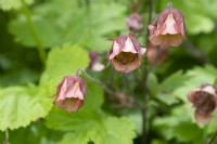 Geum rivale - avens - May