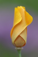 Eschscholzia californica 'Orange King'- California poppy flower bud
