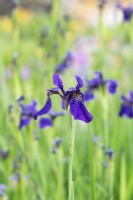 Iris bulleyana Black flowered