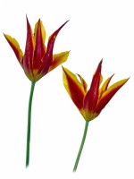 Tulipa 'Fly Away'  studio cutout spring  May  Norfolk