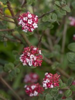 Viburnum carlesii 'Diane' April Norfolk