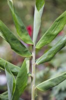 Hedychium gardnerianum, Kahili ginger, August.